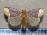 Plecoptera leucosticha